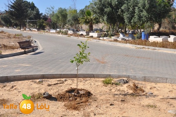 ashjar taso 0328 (28).JPG